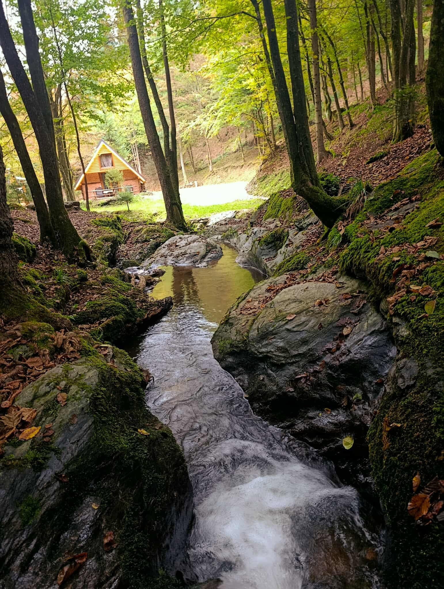 Potok među drvećem